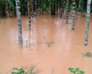 Mangaluru: Heavy rains continue to lash coastal belt flooding low-lying areas